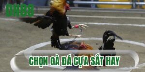 Chọn gà đá cựa sắt hay