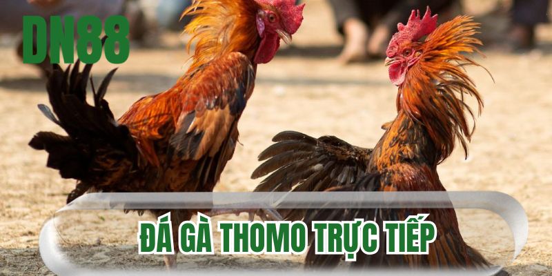 đá gà Thomo trực tiếp