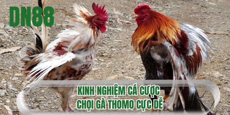 Kinh nghiệm cá cược chọi gà Thomo cực dễ