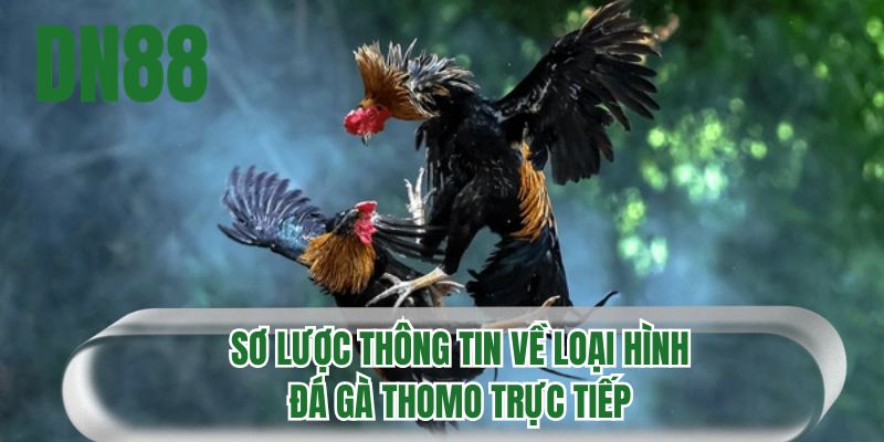 Sơ lược thông tin về loại hình đá gà Thomo trực tiếp