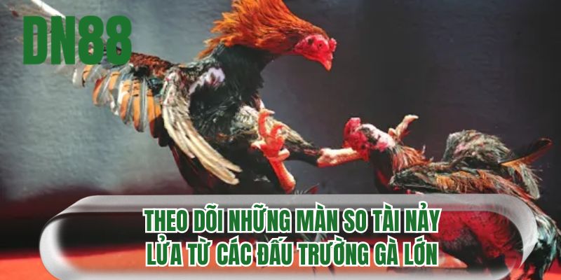 Theo dõi những màn so tài nảy lửa từ các đấu trường gà lớn